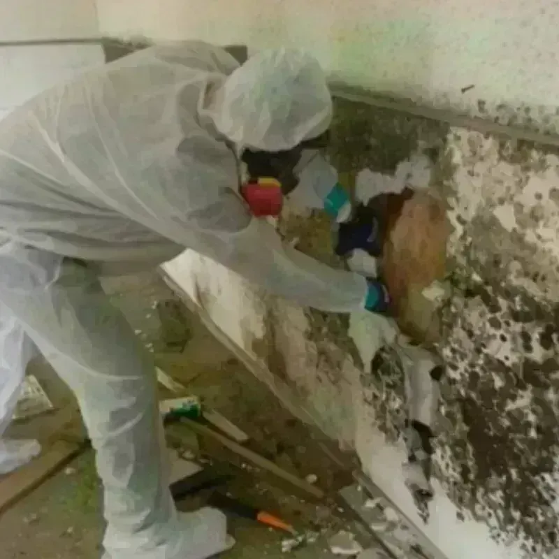 Mold Remediation and Removal in Montgomery County, TX